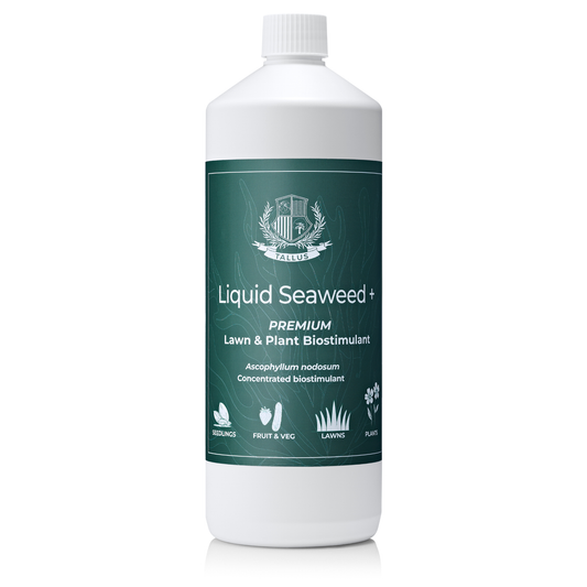 Premium Liquid Seaweed Concentrate